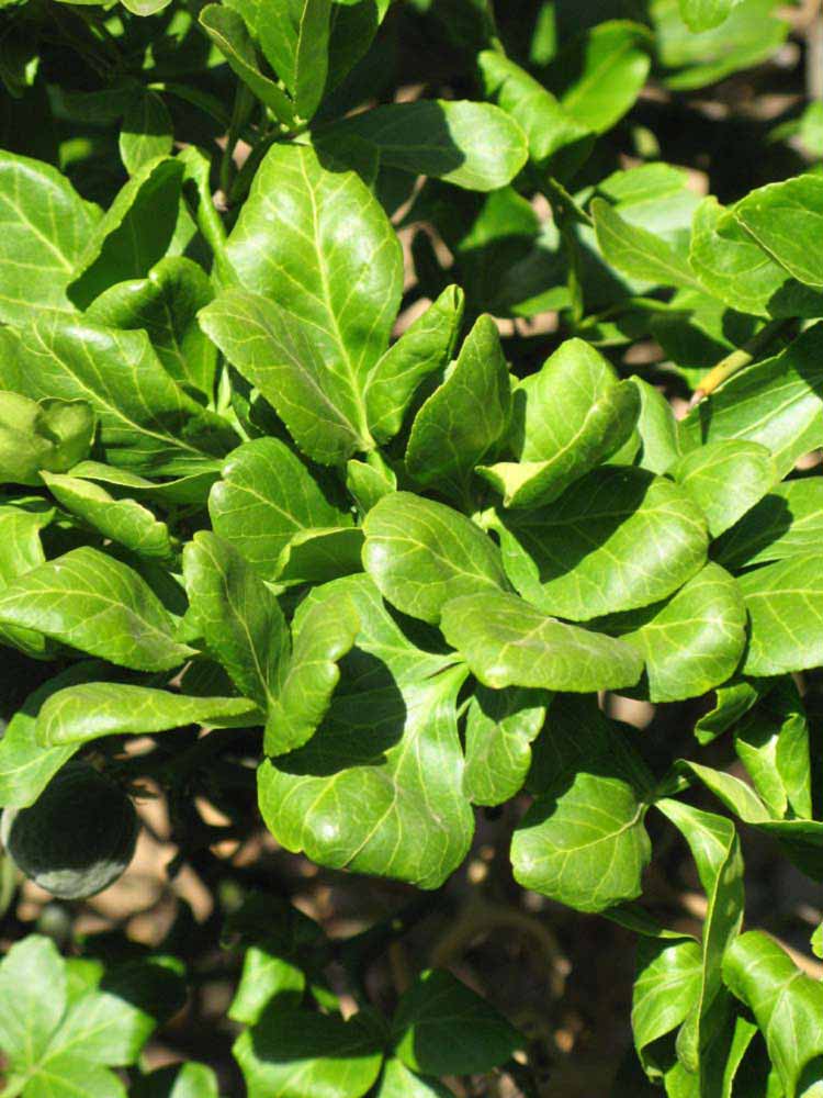              Sun leaves (Riverside, CA)       